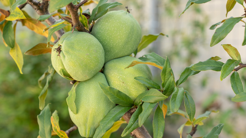 Chaenomeles cathayensis owoce
