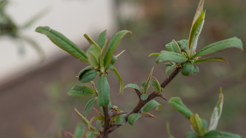Chaenomeles cathayensis liście