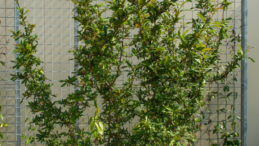 Chaenomeles cathayensis wielopniowy