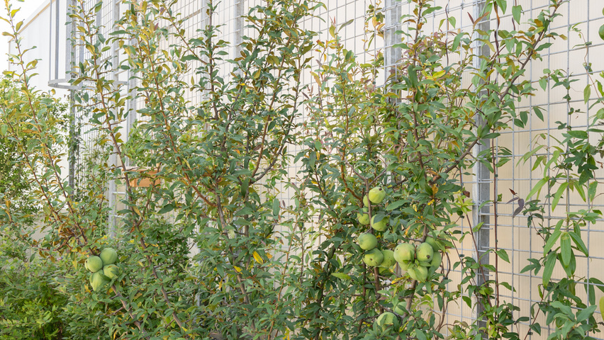 Chaenomeles cathayensis wielopniowy