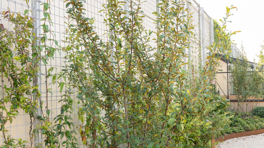 Chaenomeles cathayensis wielopniowy