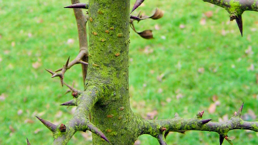 Chaenomeles cathayensis pędy