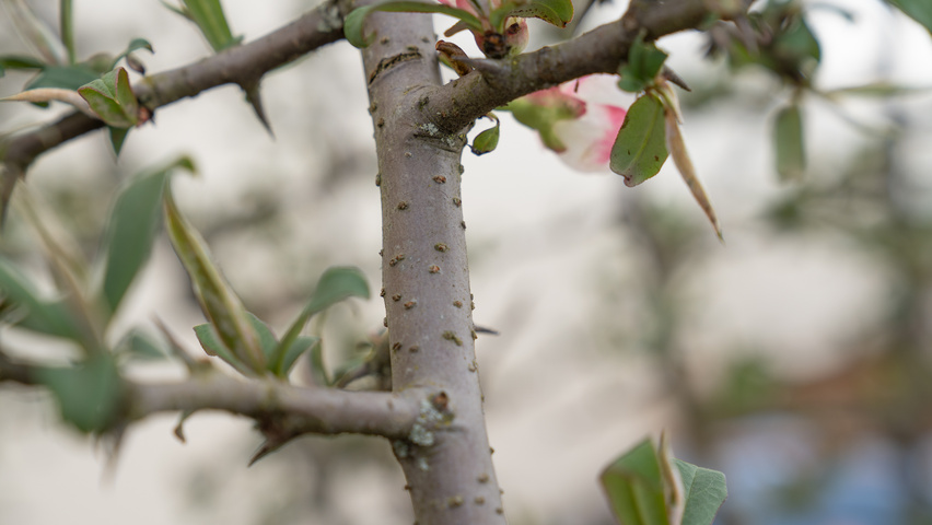 Chaenomeles cathayensis pędy