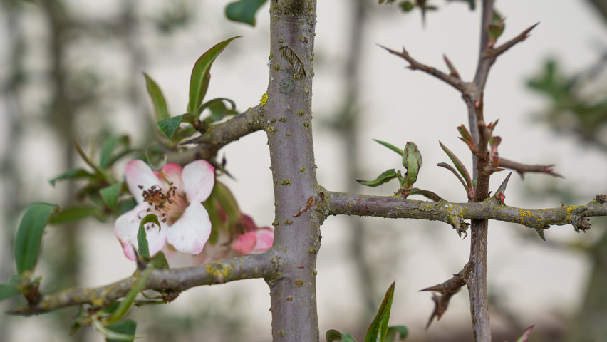 Chaenomeles cathayensis pędy