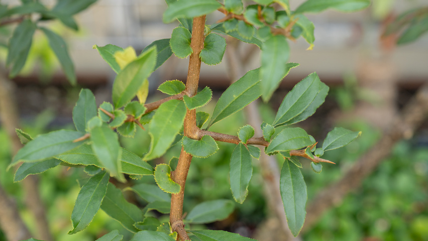Chaenomeles cathayensis pędy