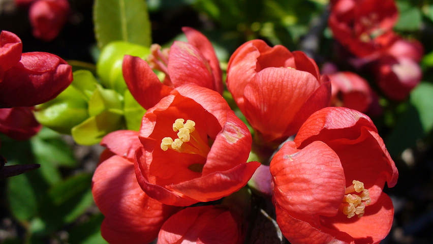 Chaenomeles japonica flowers