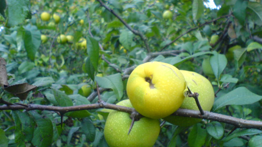 Chaenomeles japonica fruits