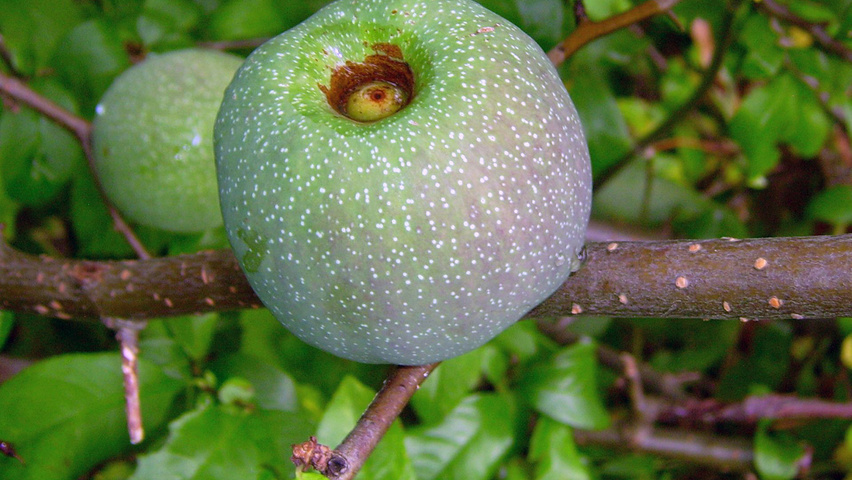 Chaenomeles japonica fruits