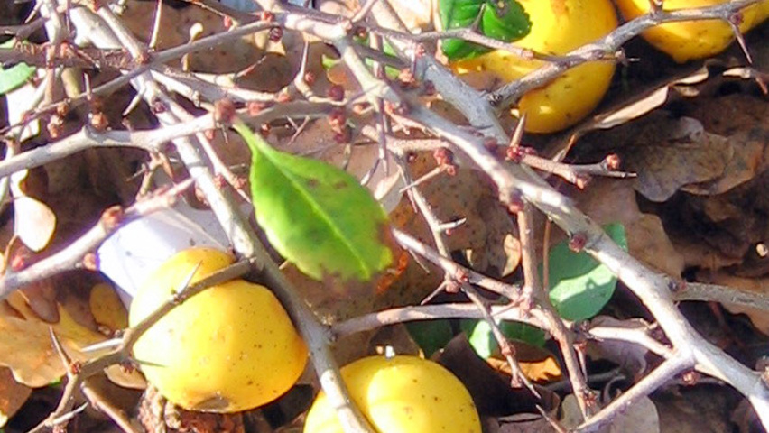 Chaenomeles japonica 'Sargentii' fruits