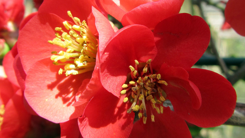 Chaenomeles x superba 'Nicoline' flowers