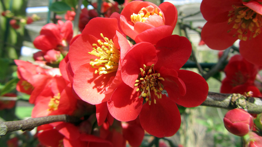 Chaenomeles x superba flowers