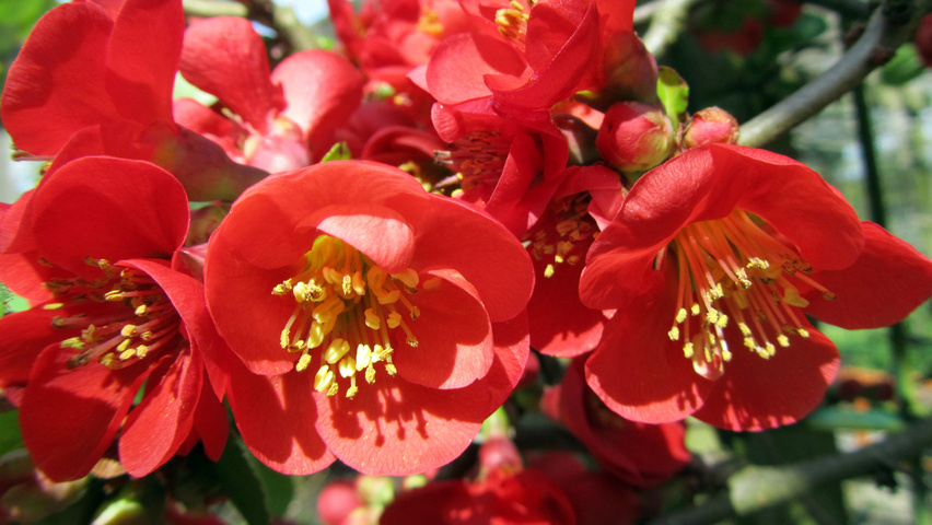 Chaenomeles x superba flowers