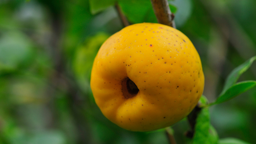 Chaenomeles x superba fruits