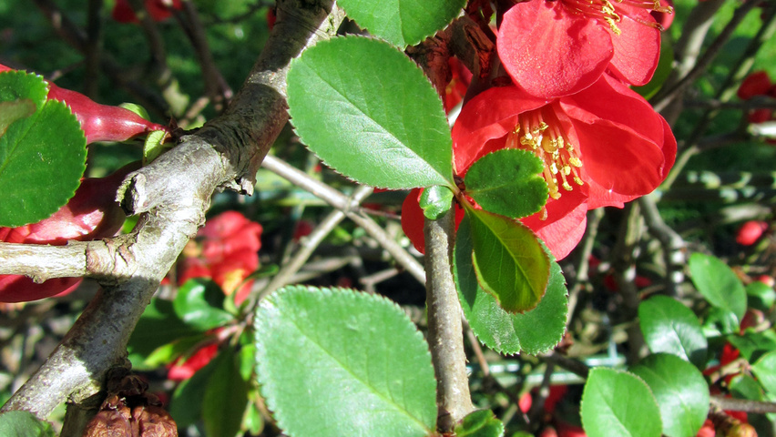 Chaenomeles x superba leaves