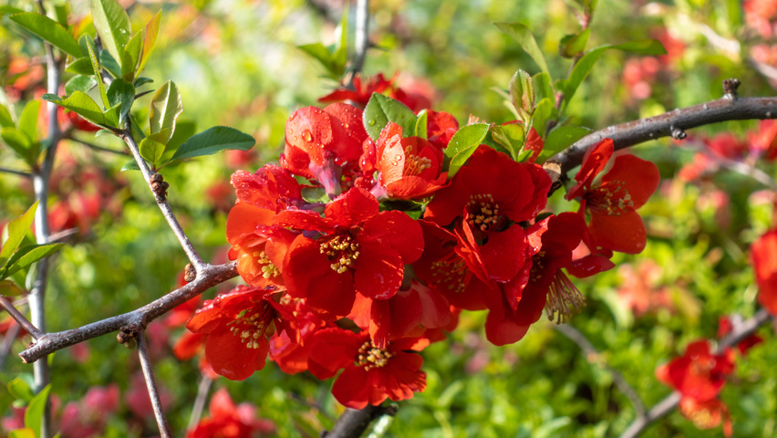 Chaenomeles x superba 'Texas Scarlet' flowers