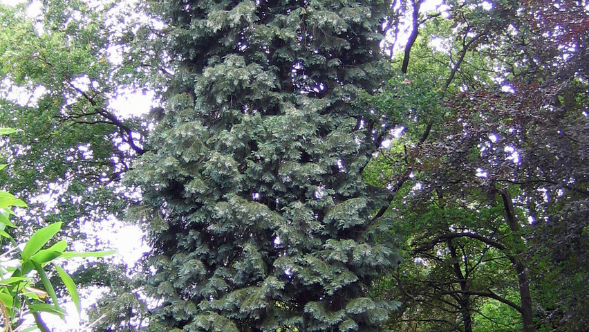 Chamaecyparis lawsoniana 'Columnaris' beveerd