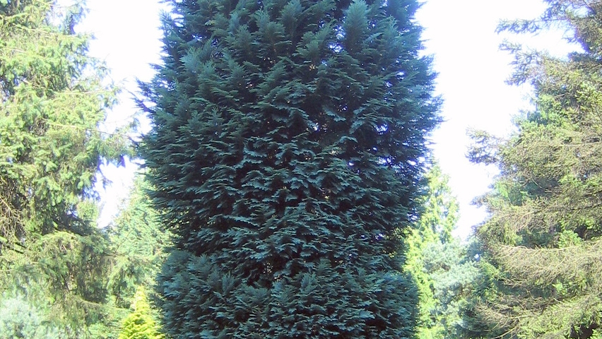 Chamaecyparis lawsoniana 'Columnaris' beveerd