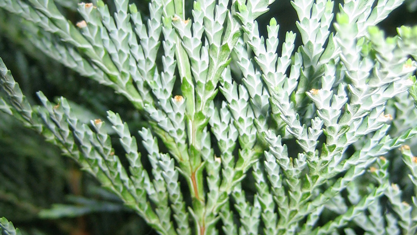 Chamaecyparis lawsoniana 'Columnaris' blad