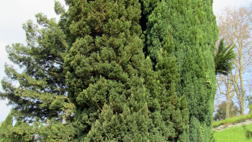 Chamaecyparis lawsoniana 'Ellwoodii' feathered