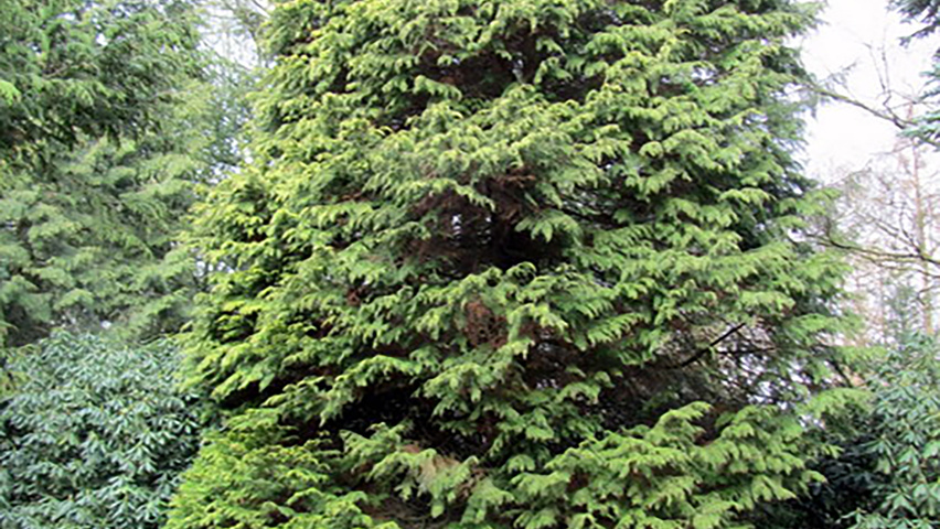 Chamaecyparis lawsoniana 'Lane' Stammbüsche