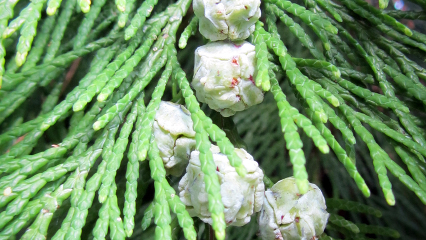 Chamaecyparis lawsoniana 'Lane' Frucht