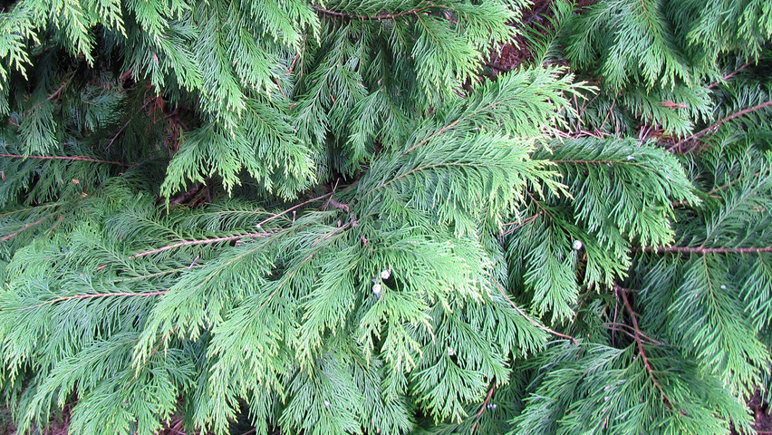 Chamaecyparis lawsoniana 'Lane' Blatt