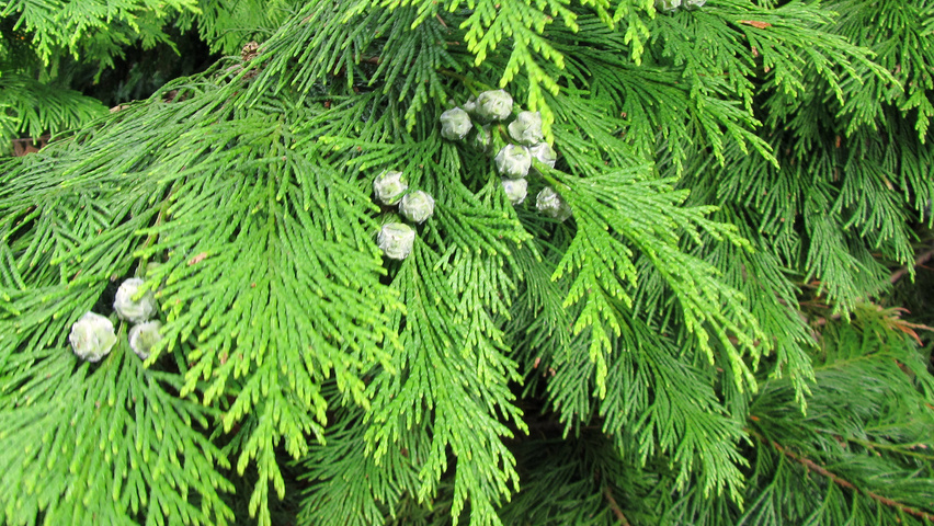 Chamaecyparis lawsoniana 'Lane' Blatt
