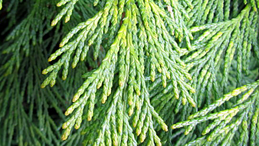 Chamaecyparis lawsoniana 'Lane' Blatt