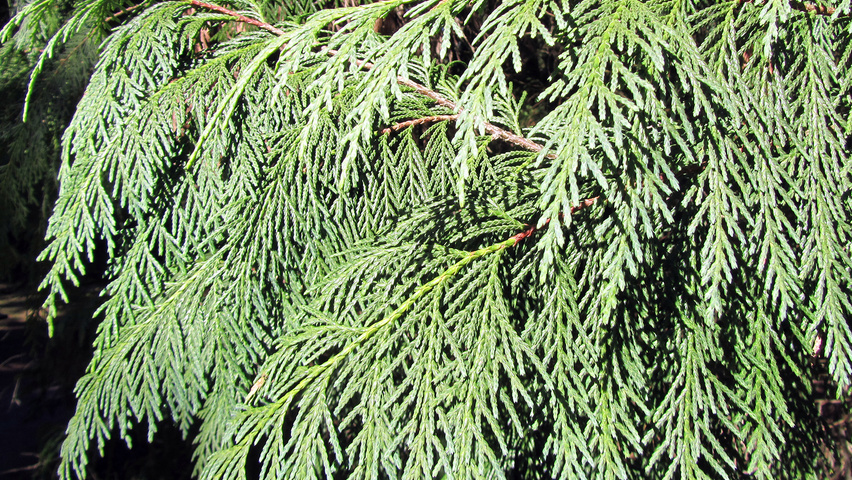 Chamaecyparis nootkatensis blad