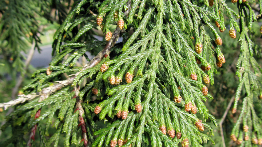 Chamaecyparis nootkatensis blad