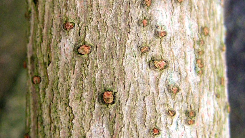 Chimonanthus praecox Rinden