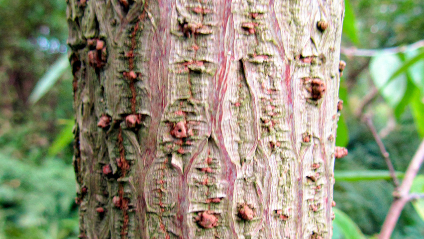 Chimonanthus praecox Rinden