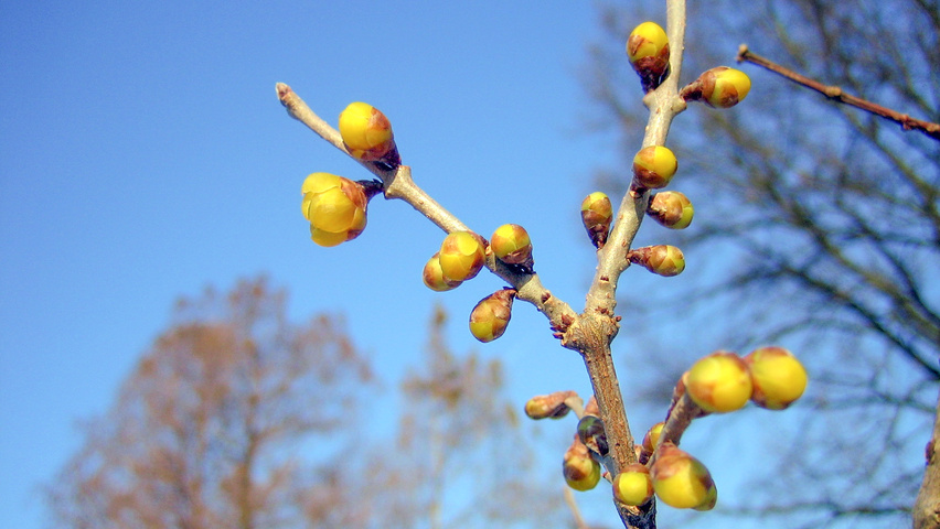 Chimonanthus praecox Blumen