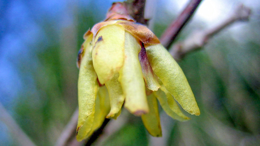 Chimonanthus praecox Blumen