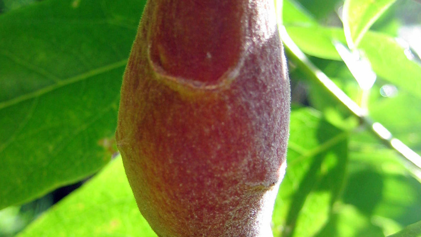 Chimonanthus praecox Frucht