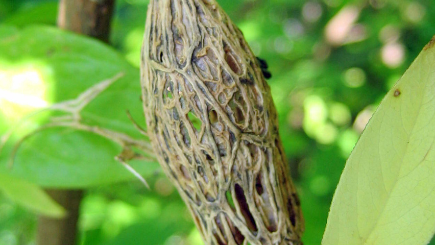 Chimonanthus praecox Frucht