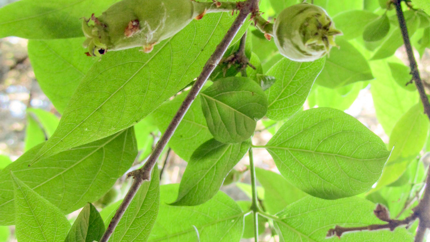 Chimonanthus praecox Frucht