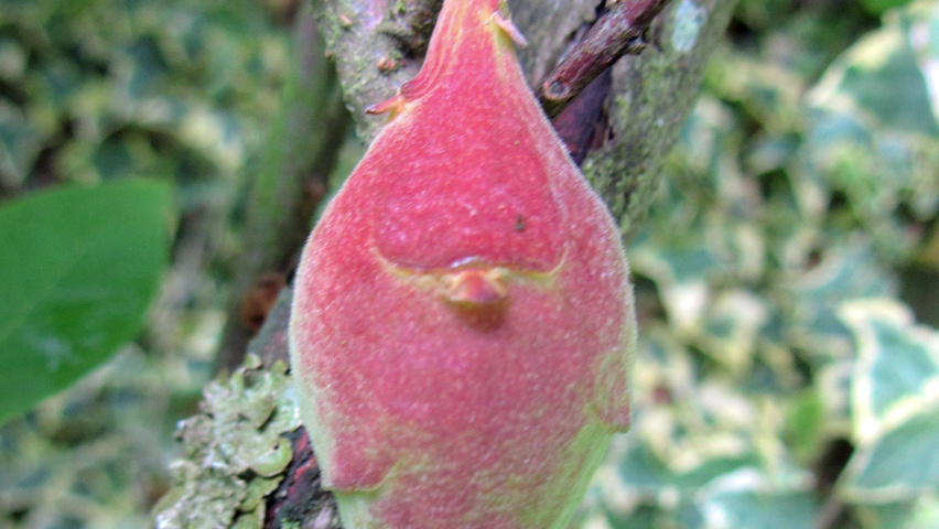 Chimonanthus praecox Frucht
