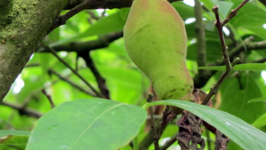 Chimonanthus praecox Frucht