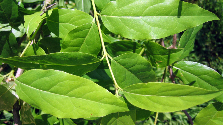 Chimonanthus praecox Blatt