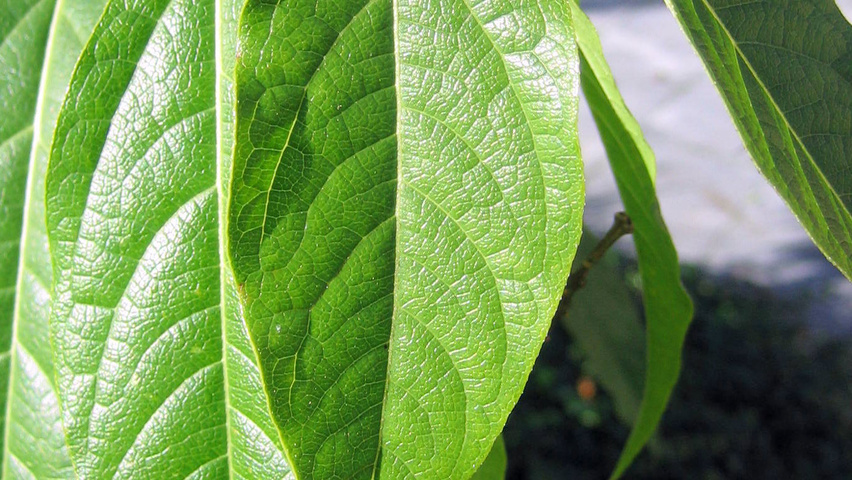 Chimonanthus praecox Blatt