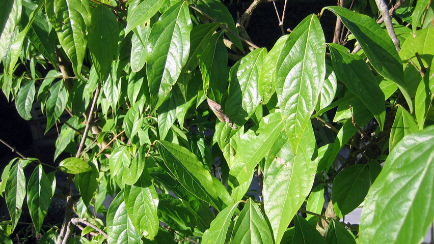 Chimonanthus praecox Blatt