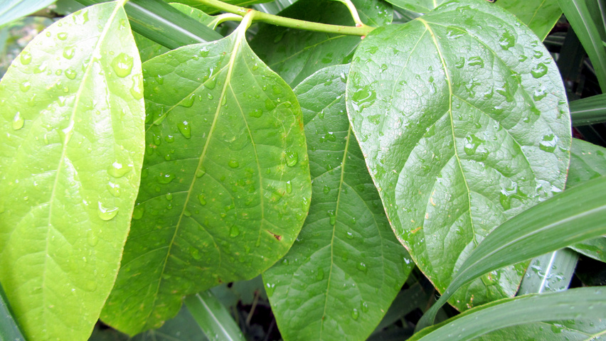 Chimonanthus praecox Blatt