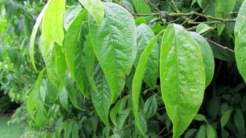 Chimonanthus praecox Blatt