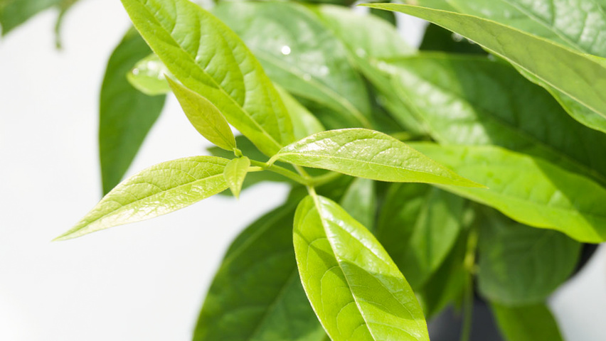 Chimonanthus praecox Blatt