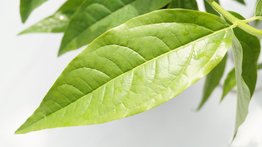 Chimonanthus praecox Blatt