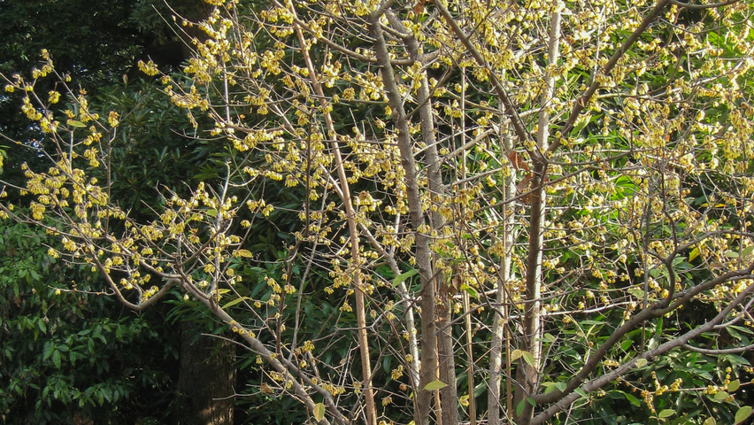 Chimonanthus praecox Solitärgehölze