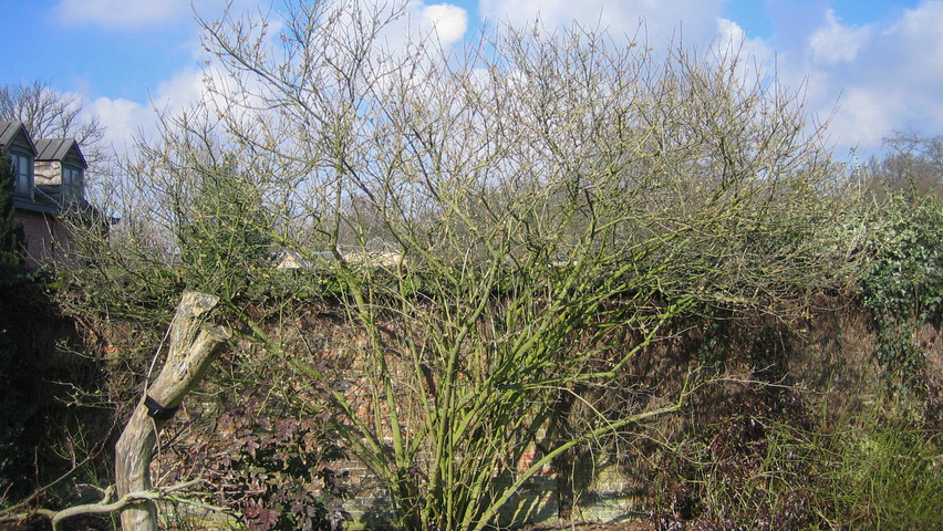 Chimonanthus praecox Solitärgehölze