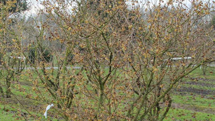 Chimonanthus praecox Solitärgehölze