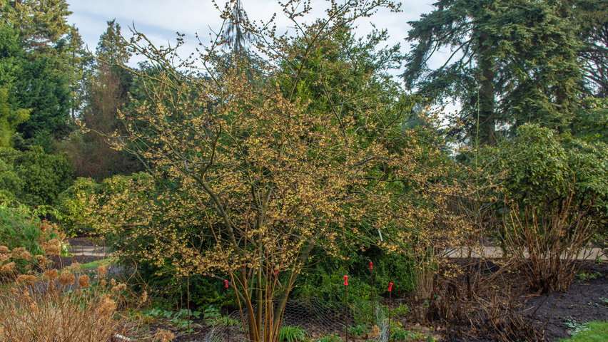 Chimonanthus praecox Solitärgehölze